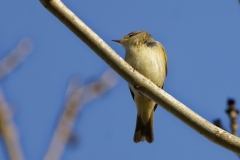 Chiffchaff Front View on Branch