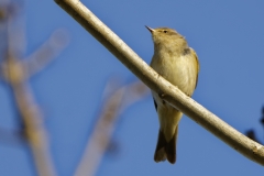 Chiffchaff Front View on Branch