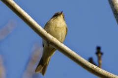 Chiffchaff Front View on Branch