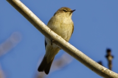 Chiffchaff Front View on Branch