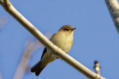 Chiffchaff Front View on Branch