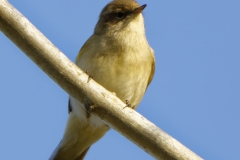 Chiffchaff Front View on Branch