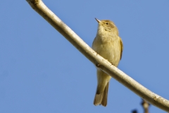 Chiffchaff Front View on Branch