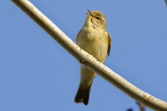 Chiffchaff Front View on Branch