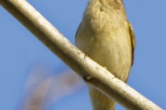 Chiffchaff Front View on Branch