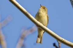 Chiffchaff Front View on Branch