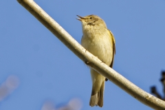 Chiffchaff Front View on Branch