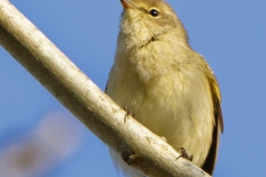 Chiffchaff Front View on Branch