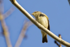 Chiffchaff Front View on Branch