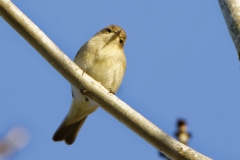 Chiffchaff Front View on Branch