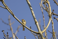 Chiffchaff Front View on Branch