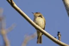 Chiffchaff Front View on Branch