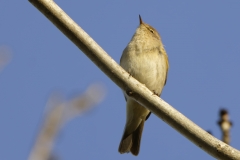 Chiffchaff Front View on Branch