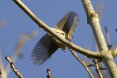 Chiffchaff in Flight