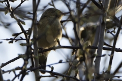 Chiffchaff Front View on Branch