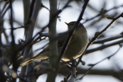 Chiffchaff Side View on Branch