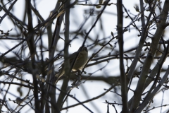 Chiffchaff Side View on Branch