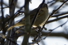 Chiffchaff Side View on Branch