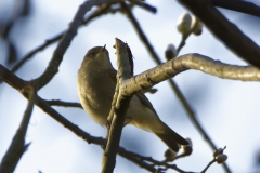 Chiffchaff Front View on Branch