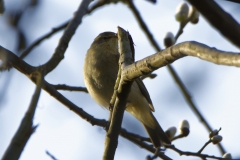 Chiffchaff Front View on Branch