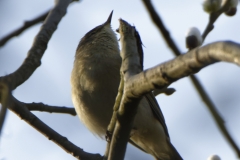 Chiffchaff Front View on Branch