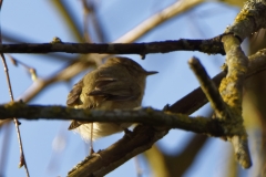 Chiffchaff Back View on Branch