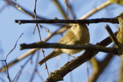 Chiffchaff Side View on Branch