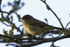 Chiffchaff Side View on Branch