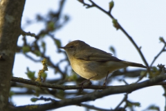 Chiffchaff Side View on Branch