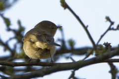 Chiffchaff Back View on Branch