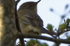 Chiffchaff Back View on Branch