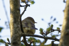 Chiffchaff Back View on Branch