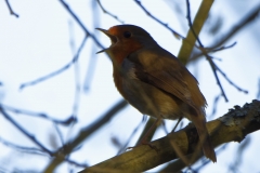 Robbin Singing on Branch