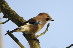 Jay Side View on Branch