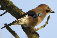 Jay Side View on Branch