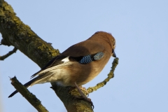 Jay Side View on Branch