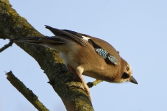 Jay Side View on Branch