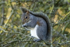 Squirrel Side View in a Tree Eating