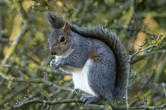 Squirrel Side View in a Tree Eating