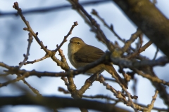 Chiffchaff Side View on Branch