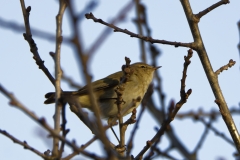 Chiffchaff Side View on Branch