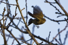 Chiffchaff in Flight