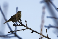 Chiffchaff Side View on Branch