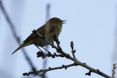 Chiffchaff Side View on Branch