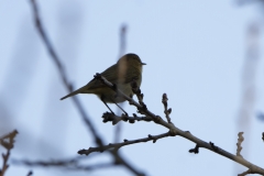 _Chiffchaff Side View on Branch