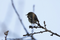 Chiffchaff Back View on Branch