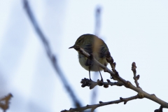 Chiffchaff Back View on Branch