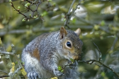 Squirrel Front View in a Tree Eating