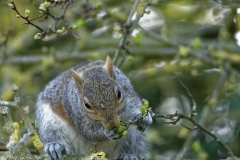 Squirrel Front View in a Tree Eating