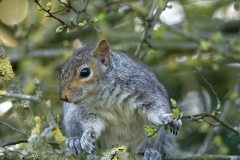 Squirrel Front View in a Tree Eating